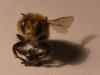 Anthophora plumipes
